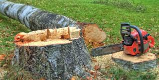  East San Gabriel, CA Tree Care Pros