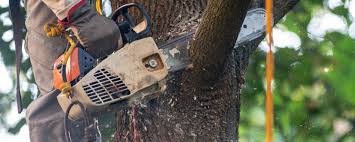 Best Aeration Services  in East San Gabriel, CA