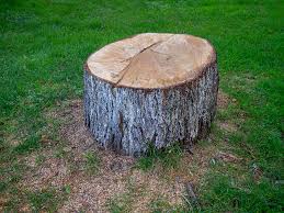 Best Arborist Consultation Services  in East San Gabriel, CA