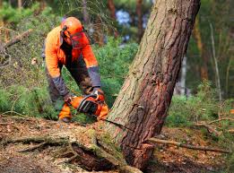 Best Weed Control  in East San Gabriel, CA