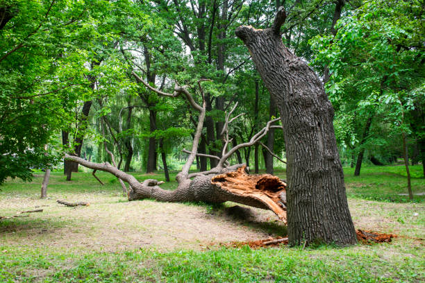 Best Tree Preservation Services  in East San Gabriel, CA