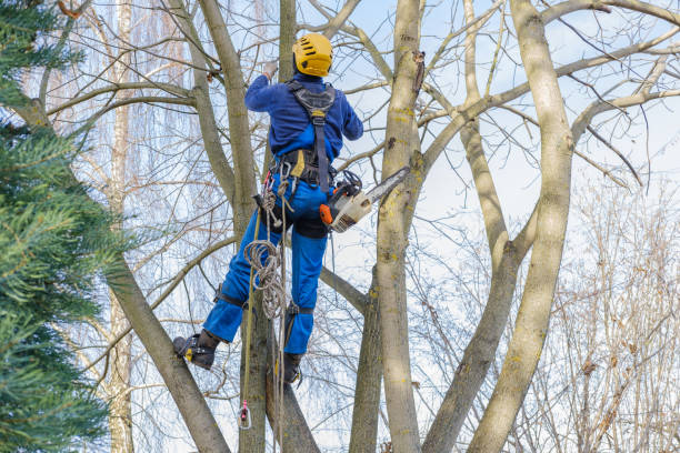 Best Hazardous Tree Removal  in East San Gabriel, CA