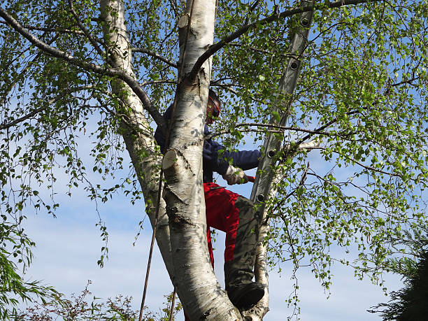 Best Tree Risk Assessment  in East San Gabriel, CA