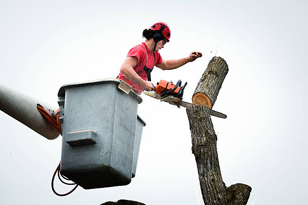 Best Tree Disease Treatment  in East San Gabriel, CA