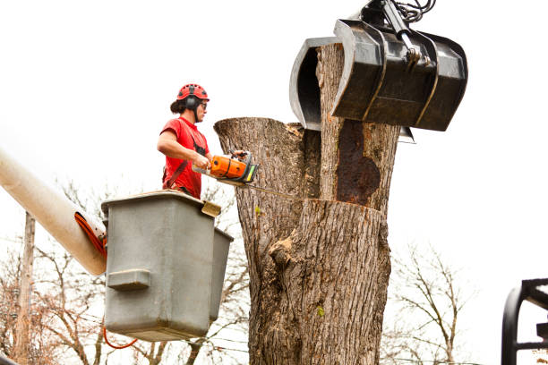 Best Tree Trimming and Pruning  in East San Gabriel, CA